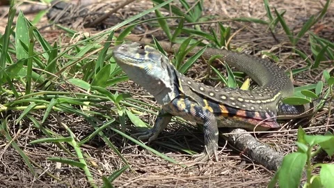Common Butterfly Lizard, Malaysia Video stock 113219295