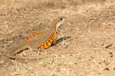 Common butterfly lizard Stock Photos