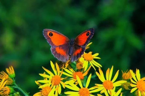Common Butterfly Stock Photos