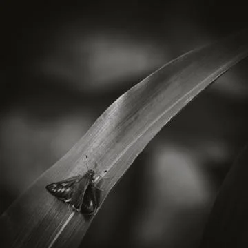 Common Butterfly sitting on a leaf Foto stock