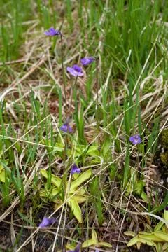Common butterwort Stock Photos