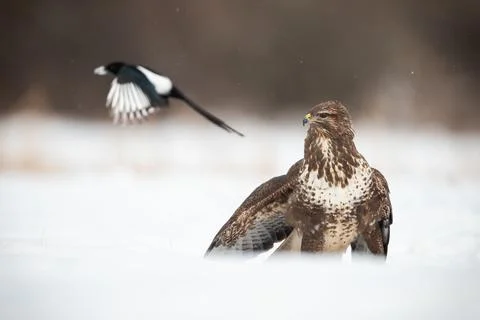 Common buzzard and eurasian magpie on white glade Stock Photos
