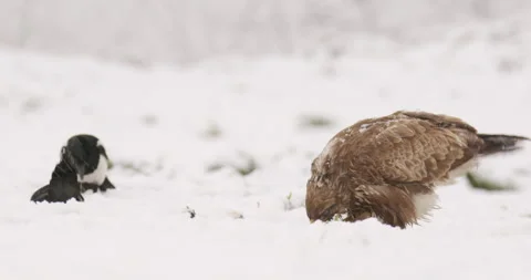 Common buzzard and a mischief of Eurasian magpies eating during snowfall Stock Footage 266152558