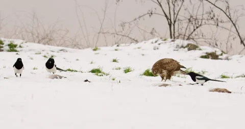 Common buzzard and a mischief of Eurasian magpies eating off snowy ground Stock-Footage 266154170