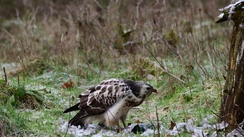 Common buzzard attack his rival for food, winter Stock Footage 97868830