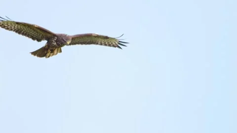 Common Buzzard Attacked by Falcon in Mid-Air Over Winter Meadow, Aerial Ter.. Stock Footage 343557409