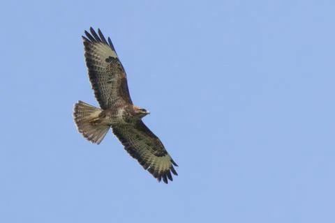 Common Buzzard banking with wings spread over Dublin Stock Photos