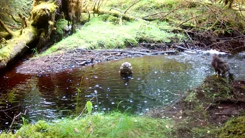 Common Buzzard Bathing in Highland Burn While Mate Watches, Isle of Skye Stock Footage 344802038