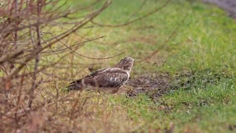 Common Buzzard Bathing in a Reflective Puddle on a Farm Track, Winter Wildl.. Stock Footage 343572909