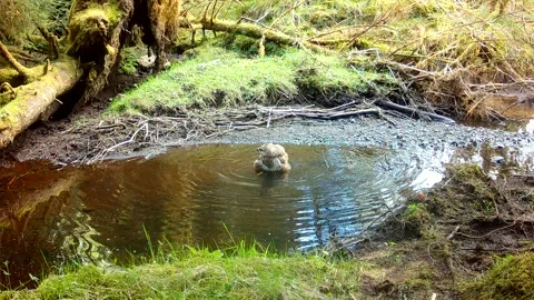 Common Buzzard Bathing in Scottish Burn, Trail Camera Wildlife, Isle of Skye Stock Footage 334681204
