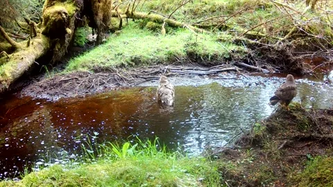 Common Buzzard Bathing in Scottish Burn. Then a Second Buzzard Joins in Stock Footage 337707940