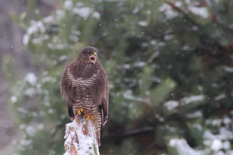 Common buzzard bird of prey, Buteo buteo Stock Photos