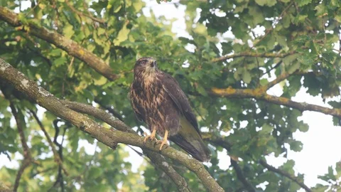 Common buzzard on a branch and flying off a branch Stock Footage 94668947
