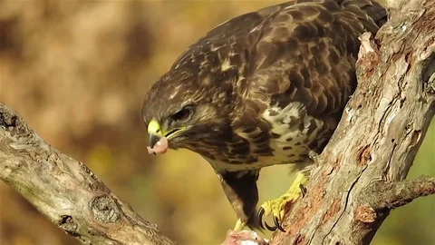 Common buzzard on the branch are eating, common buzzard eats, common buzzard Video stock 84318359