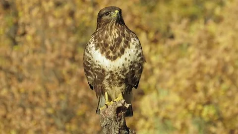 Common buzzard on the branch are waiting, common buzzard flies, common buzzar Video stock 84318418