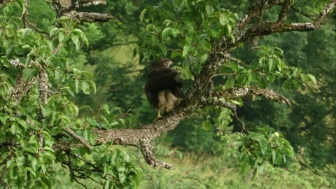 Common buzzard on branch defecating Stock Footage 312202882