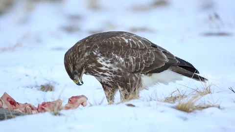 Common buzzard, Buteo buteo - Accipitridae. Buzzard . Video stock 71489505