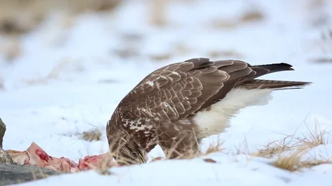 Common buzzard, Buteo buteo - Accipitridae. Buzzard Video stock 71891439