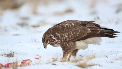 Common buzzard, Buteo buteo - Accipitridae Video stock 71891574