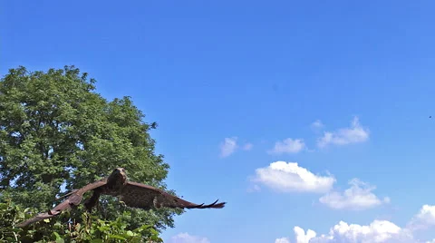 Common Buzzard, buteo buteo, Adult standing on Branch, Taking off, in Flight Stock Footage