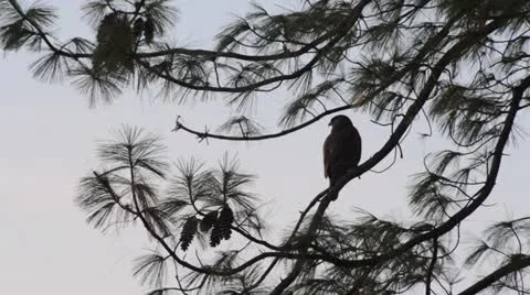 Common buzzard (Buteo buteo) and pine (Pinus) Stock Footage 18008388