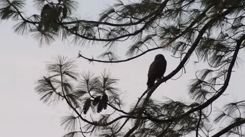 Common buzzard (Buteo buteo) and pine (Pinus) Stock Footage 18008394