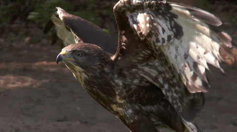 Common buzzard (buteo buteo) being on the prowl Stock Footage 36784887