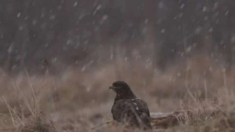 Common buzzard, Buteo buteo, black bird in the autumn forest, animal in the natu Stock Footage 171312954
