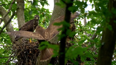 Common buzzard (Buteo buteo) bringing prey to chicks Vídeo Stock 102528924