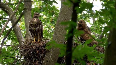Common buzzard (Buteo buteo) bringing prey to chicks Stock Footage 102529084