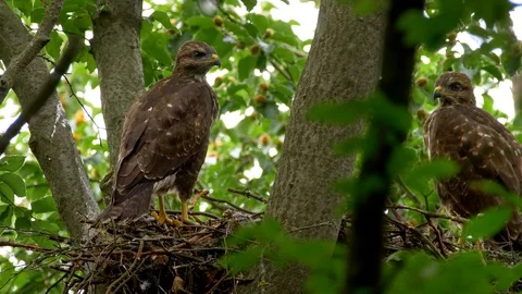 Common buzzard (Buteo buteo) chicks in nest Stock-Footage 102528896