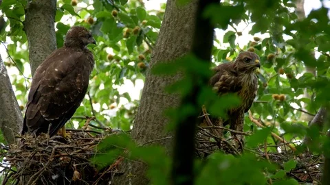 Common buzzard (Buteo buteo) chicks eating prey 스톡 동영상 102529056