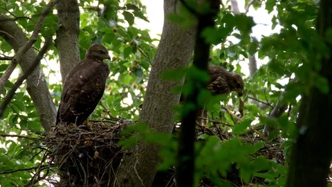 Common buzzard (Buteo buteo) chicks eating prey 動画素材 102529182