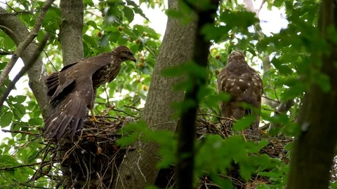 Common buzzard (Buteo buteo) chicks stretching in nest Stock-Footage 102529614