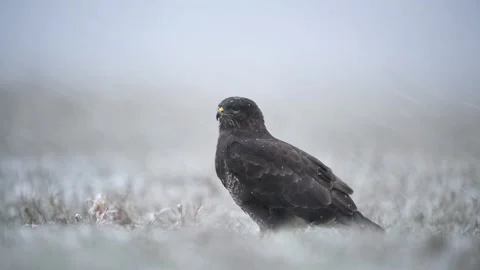 Common buzzard ( Buteo buteo ) close up Stock Footage 138700422