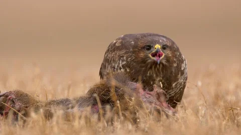 Common buzzard (Buteo buteo) eating dead roe deer 스톡 동영상 85609916