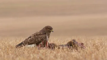 Common buzzard (Buteo buteo) eating dead roe deer 스톡 동영상 85609934