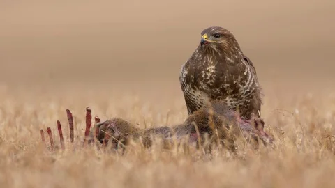 Common buzzard (Buteo buteo) eating dead roe deer 스톡 동영상 85610095