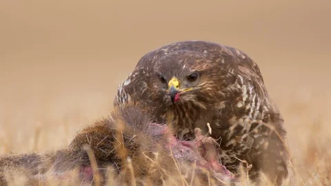 Common buzzard (Buteo buteo) eating dead roe deer Stock Footage 85610193