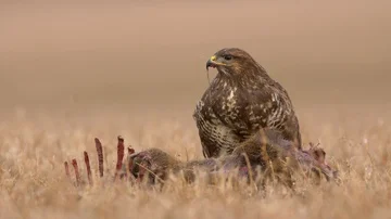 Common buzzard (Buteo buteo) eating dead roe deer Stock-Footage 85610238