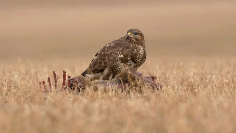 Common buzzard (Buteo buteo) eating dead roe deer Stock-Footage 85610435