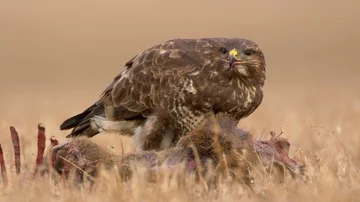 Common buzzard (Buteo buteo) eating dead roe deer 스톡 동영상 85610478