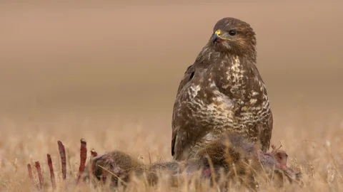 Common buzzard (Buteo buteo) eating dead roe deer 스톡 동영상 85610576