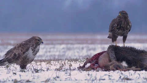 Common buzzard (Buteo buteo) eating dead roe deer in snow Video stock 85747739