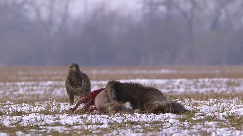 Common buzzard (Buteo buteo) eating dead roe deer in snow Video stock 85748250