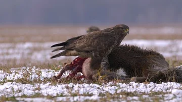 Common buzzard (Buteo buteo) eating dead roe deer in snow Stock-Footage 85748885