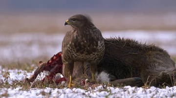 Common buzzard (Buteo buteo) eating dead roe deer in snow Stock-Footage 85749999