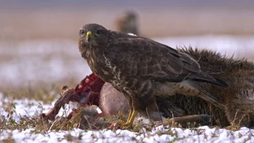 Common buzzard (Buteo buteo) eating dead roe deer in snow Stock Footage 85750209