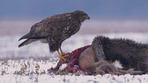 Common buzzard (Buteo buteo) eating dead roe deer in snow Video stock 85752050