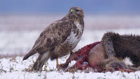 Common buzzard (Buteo buteo) eating dead roe deer in snow Stock-Footage 85753703